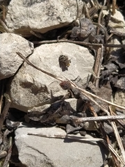 Attulus penicillatus