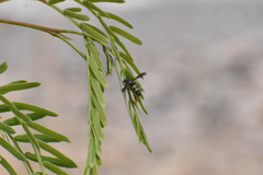 Dolichodynerus vandykei