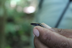 Varzea altamazonica