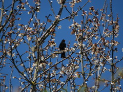 Turdus merula cabrerae