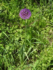 Allium hollandicum