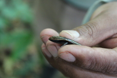 Varzea altamazonica