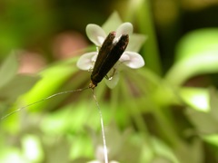 Adela caeruleella