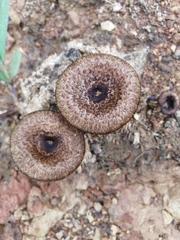 Lentinus