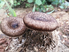 Lentinus