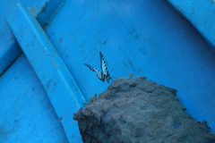 Neographium agesilaus
