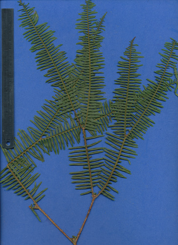 Gleicheniaceae image