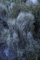 Pseudopentameris macrantha