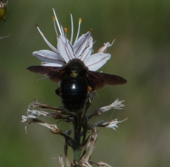 Xylocopa violacea