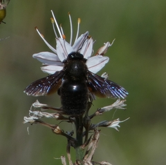 Xylocopa violacea
