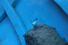Neographium agesilaus