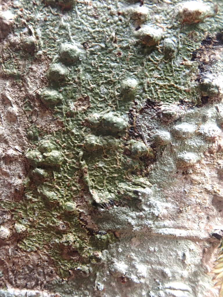 Fissurina dumastii