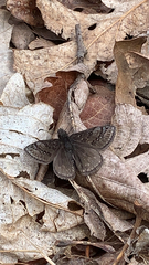 Erynnis brizo