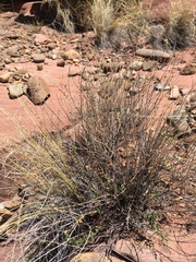 Brickellia microphylla