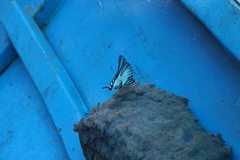 Neographium agesilaus