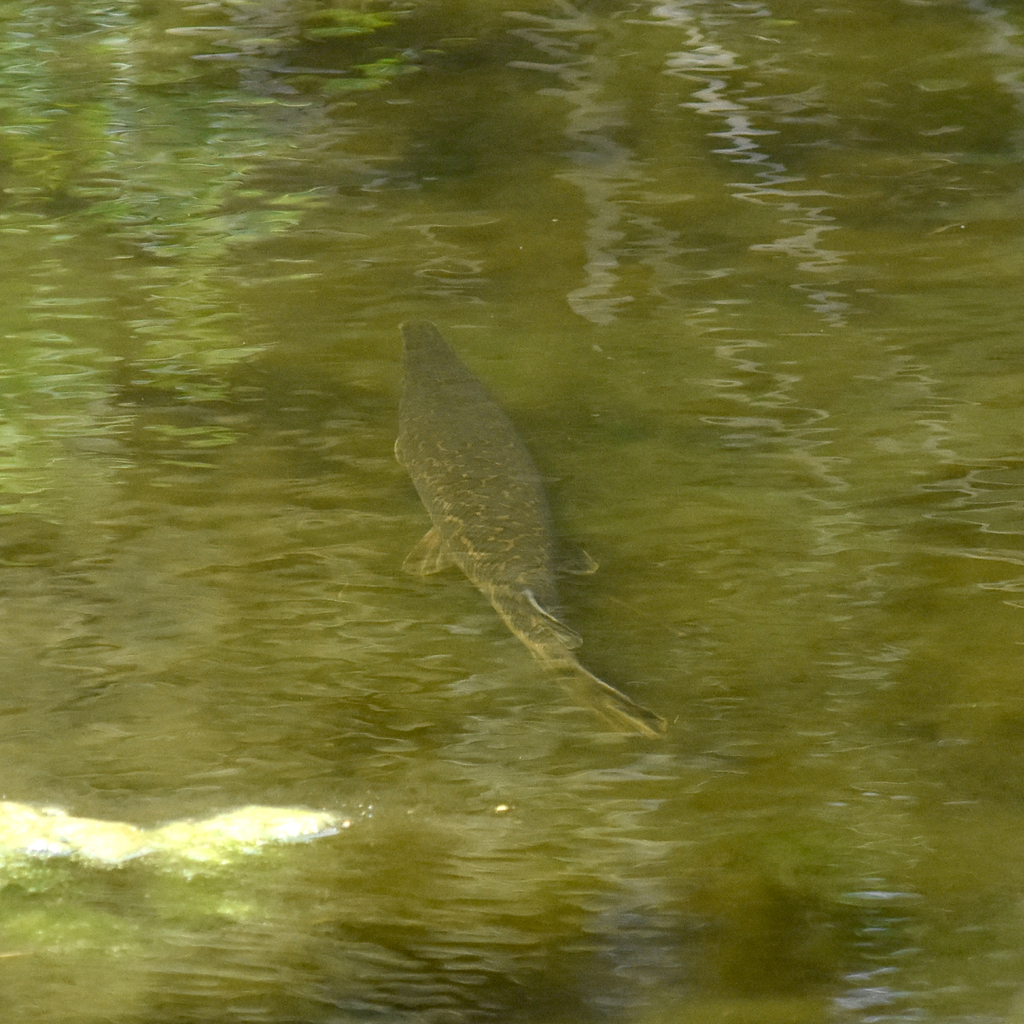 Spotted Gar from Seabrook, TX, USA on April 10, 2022 at 12:37 PM by ...