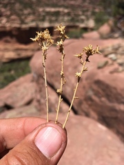 Brickellia microphylla