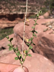 Brickellia microphylla