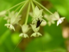 Adela caeruleella