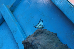 Neographium agesilaus