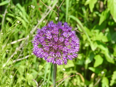 Allium hollandicum