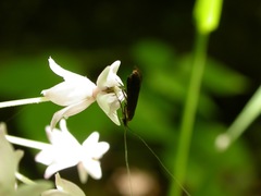 Adela caeruleella