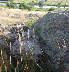 Agrostis vinealis