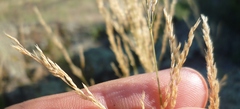 Agrostis vinealis