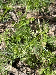 Apiastrum angustifolium