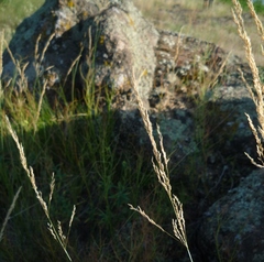 Agrostis vinealis
