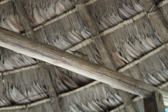 Marmosops noctivagus