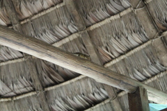 Marmosops noctivagus