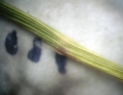 Agrostis vinealis
