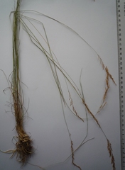 Agrostis vinealis