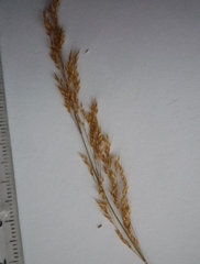 Agrostis vinealis