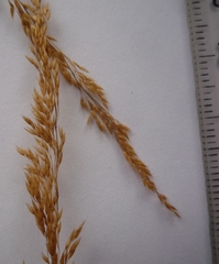 Agrostis vinealis
