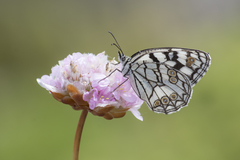 Melanargia ines