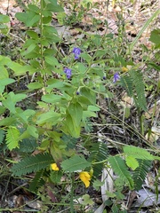 Trichostema dichotomum image
