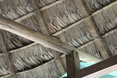 Marmosops noctivagus