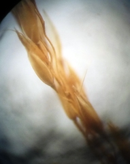 Agrostis vinealis