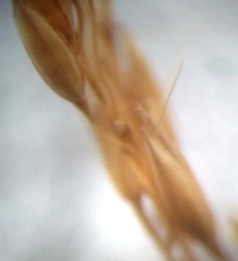 Agrostis vinealis