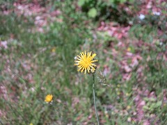 Pilosella caespitosa