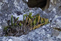 Phlegmariurus gnidioides