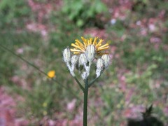 Pilosella caespitosa