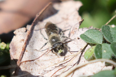 Andrena bradleyi
