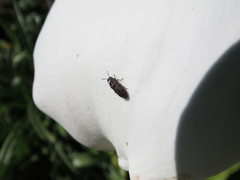 Acmaeodera cisti