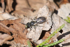 Andrena bradleyi