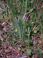 Pilosella caespitosa