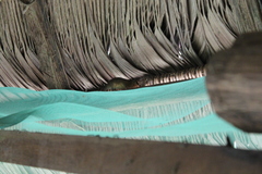 Marmosops noctivagus