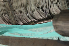 Marmosops noctivagus